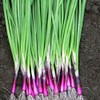 Seeds Red Welsh Onion Bunching Non GMO Vegetable for Planting