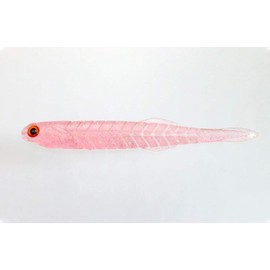 Issei Umitaro 4.5#035 Keimura Rainbow