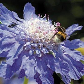 Park Seed FAMA Deep Blue Pincushion Flower