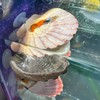 KFPSHLQE 7 Pack Seashells Betta Hammock,Betta Bed Resting Spot,Fish Tank