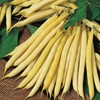 Mr Fothergill’s Dwarf French Bean Cala D'Or Vegetable Seeds, Yellow