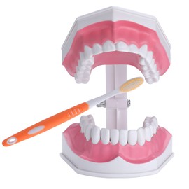 Healthible Teeth Model for Kids - 2 Times Tooth Brushing Model Large Teeth Model with Toothbrush Oversized Dental Model for Teeth Brushing