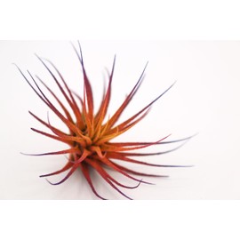 Dyed Tillandsia Ionantha Guatemala Enhanced Colored Colorful Air Plant Live Easy Care Indoor Outdoor Home Decor Gift Airplant by Awesome Industries Live Arrival Guaranteed (Sunset)