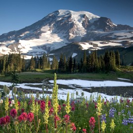 Washington Wildflower Seed Mix - Over 60,000 Premium Seeds - by 'createdbynature'
