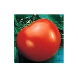 Tomato Goliath - Hybrid Great Garden Vegetable by Seed Kingdom (300 Seeds)