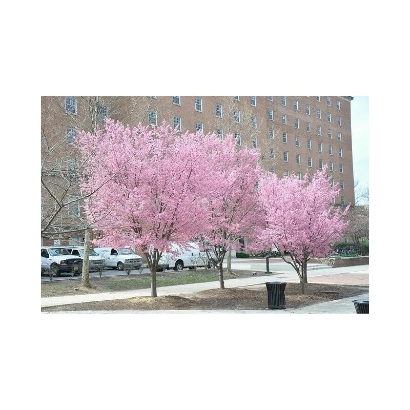 Tree 3 Pack of Okame Cherry Trees 6-12' in 3"