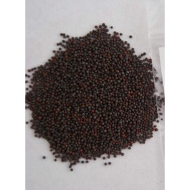 5 lbs Purple Top Turnip Seeds Wildlife Food Plot Attractant Deer Turkey Garden Seed Forage Grasses