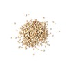 Wheat Berries, 3 Pounds — Non-GMO Verified, Sprouting for Wheatgrass,