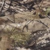 Camo Burlap Blind Material, LOOGU Camo Netting Cover 56 inch