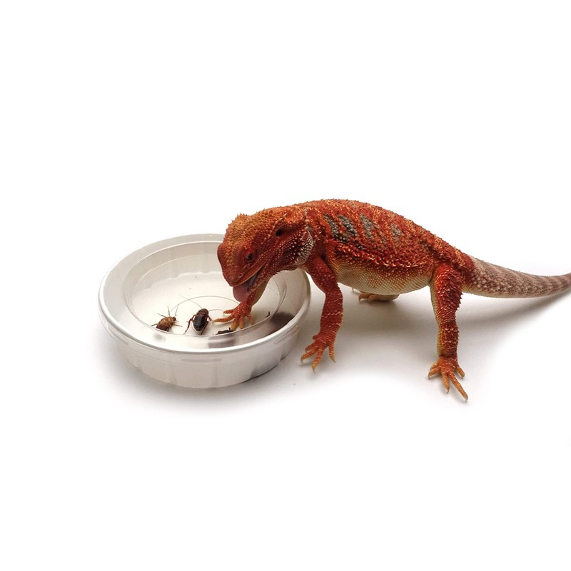 Feeder Cups, Large 5" x 1-1/4", 3 Each