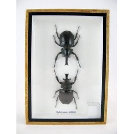 asiahouse24 Real Beautiful Insects in 3D Display Case - Framed Wall Picture - Taxidermy - Entomology - (2 x Xylotrupes Gideon too)