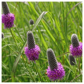 Everwilde Farms - 1 Lb Purple Prairie Clover Native Wildflower Seeds - Gold Vault