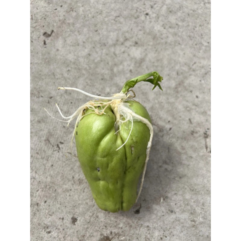 1 Sprouted Chayote Squash Mirliton Live Plant Ready To Plant