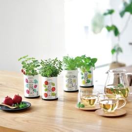 Seishin Pottery Chamomile Growing Flavor