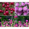Mixed Color Globe Amaranth Gomphrena Seeds Purple Red White Dried
