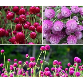 Mixed Color Globe Amaranth Gomphrena Seeds Purple Red White Dried Arrangements Non-GMO 100pcs