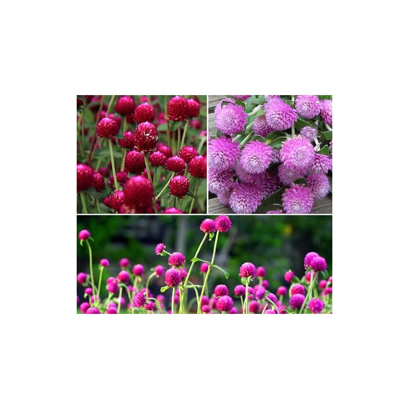 Mixed Color Globe Amaranth Gomphrena Seeds Purple Red White Dried