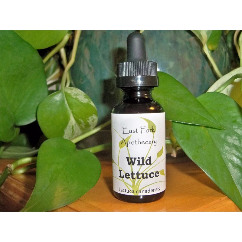 East Fork Apothecary Wild Lettuce Tincture 2 oz. Wildcrafted, Fresh
