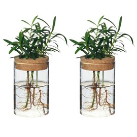 wangsdjy Separated Desktop Glass Flower Vases - Ideal Plants Propagation Stations for Living Room, Bedroom Decoration,Home Decor (2)