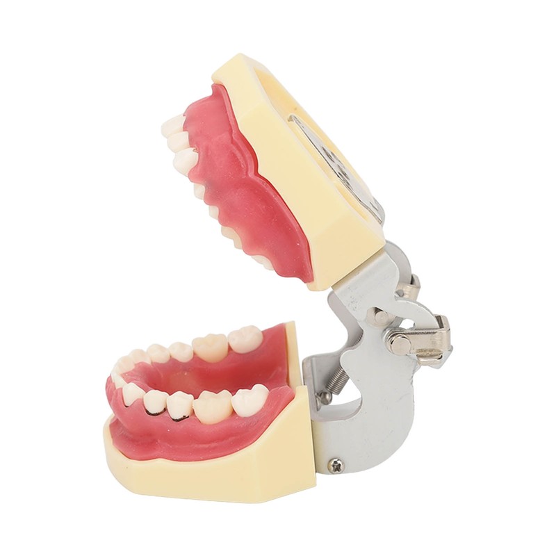 Periodontal Disease Teeth Resin Model Dental Demonstration Teeth Model for