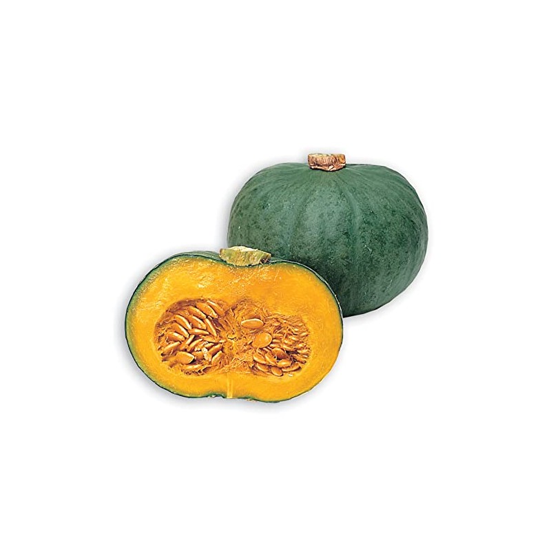 Squash Seeds - Japanese, Winter - Blue Kuri - 4