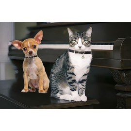 Black Dog Collar with Bell, Faux Leather Dog Collar with Bells Pu Basic Boy Dog Collars for XXS XSmall Small Medium Pet Male Dogs Little Cats Tiny Animal, M