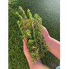Myoporum Parvifolium Creeping Boobialla Plant, 5-6 inch Cuttings (100)
