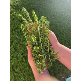 Myoporum Parvifolium Creeping Boobialla Plant, 5-6 inch Cuttings (100)