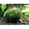 Marimo Moss 2 Balls 1.6 inch (4cm)(Cladopho