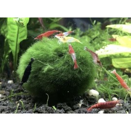 Marimo Moss 2 Balls 1.6 inch (4cm)(Cladopho