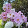 Rare Blush Pink Cosmos Seeds for Planting Outdoors 300 Seeds