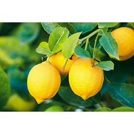 Improved Meyer Lemon SẸẸDS - 10 Séẹds