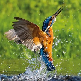 Noel Tatt Birthday/Blank RSPCA Charity Greeting Card - Blank Card for Men/Women with Kingfisher Bird Design - General Card Suitable for Any Occasion