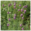 Everwilde Farms - 1/4 Lb Purple Prairie Clover Native Wildflower
