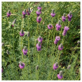 Everwilde Farms - 1/4 Lb Purple Prairie Clover Native Wildflower Seeds - Gold Vault