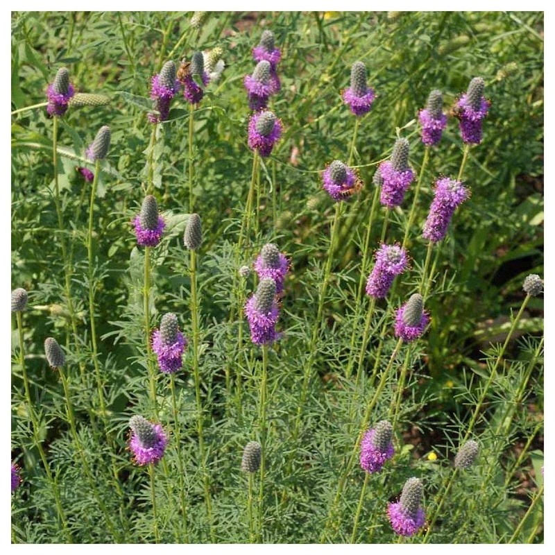 Everwilde Farms - 1/4 Lb Purple Prairie Clover Native Wildflower
