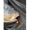 Haldorado Ronnie Rig Pop Up Carp Fishing Bait, 12 mm,