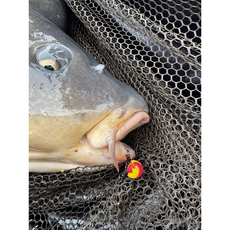 Haldorado Ronnie Rig Pop Up Carp Fishing Bait, 12 mm,