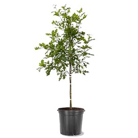 American Plant Exchange Nuttal Oak Tree, 5 Gallon Pot, 3-4ft Tall, Outdoor Landscape Garden Plant, Live Plant, Shade Tree, Fast Growing and Hardy