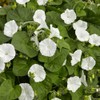 Outsidepride Ipomoea Alba Moonflower Seeds – 1 lb. Annual, Vining
