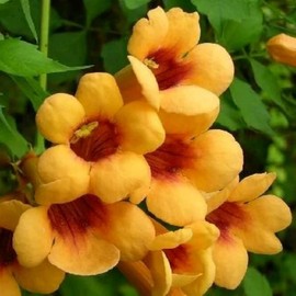 20+ Trumpet Flower Seeds - Non-GMO Open Pollinated, Mixed Hummingbird Trumpet Vine Seeds, Attract Hummingbirds & Butterflies for Outdoor Gardens