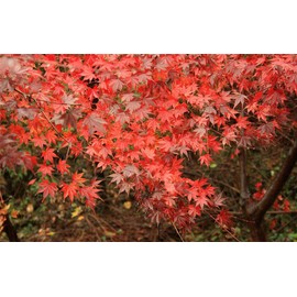 Rare Flower Seeds Rare Seeds Red Japanese Maple Seeds Acer palmatum Seeds atropurpureum Seeds 20 Seeds