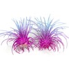 Thin Air Plant, Guatemala Tillandsia Live Airplant, Healthy Arrival Guaranteed,