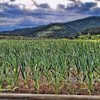 Garlic Set - Reliable Harvest - for Your Kitchen Garden