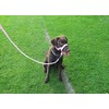 Headcollar Dog Halter/Training Head Collar Training Tool Dog, Head Harness