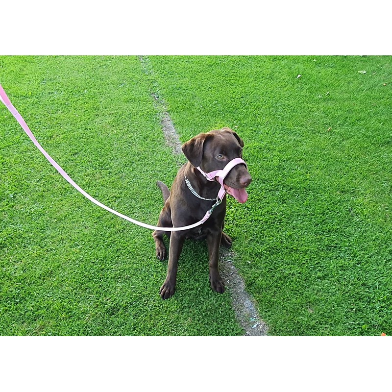 Headcollar Dog Halter/Training Head Collar Training Tool Dog, Head Harness