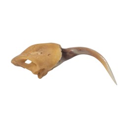 One (1) Real Rattlesnake Fang #2 (Not Perfect)