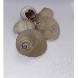 Shark Eye Shell 1.5" - 2". Pack of 5. Pack of 10 - Style: Pack of 5