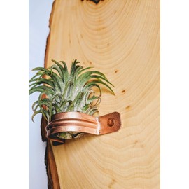Large Live Edge Wood Slice Air Plant Hanging Holder