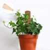 3Pcs 450mm Coir Totem Pole Moss Stick Fibre Plant Climbing